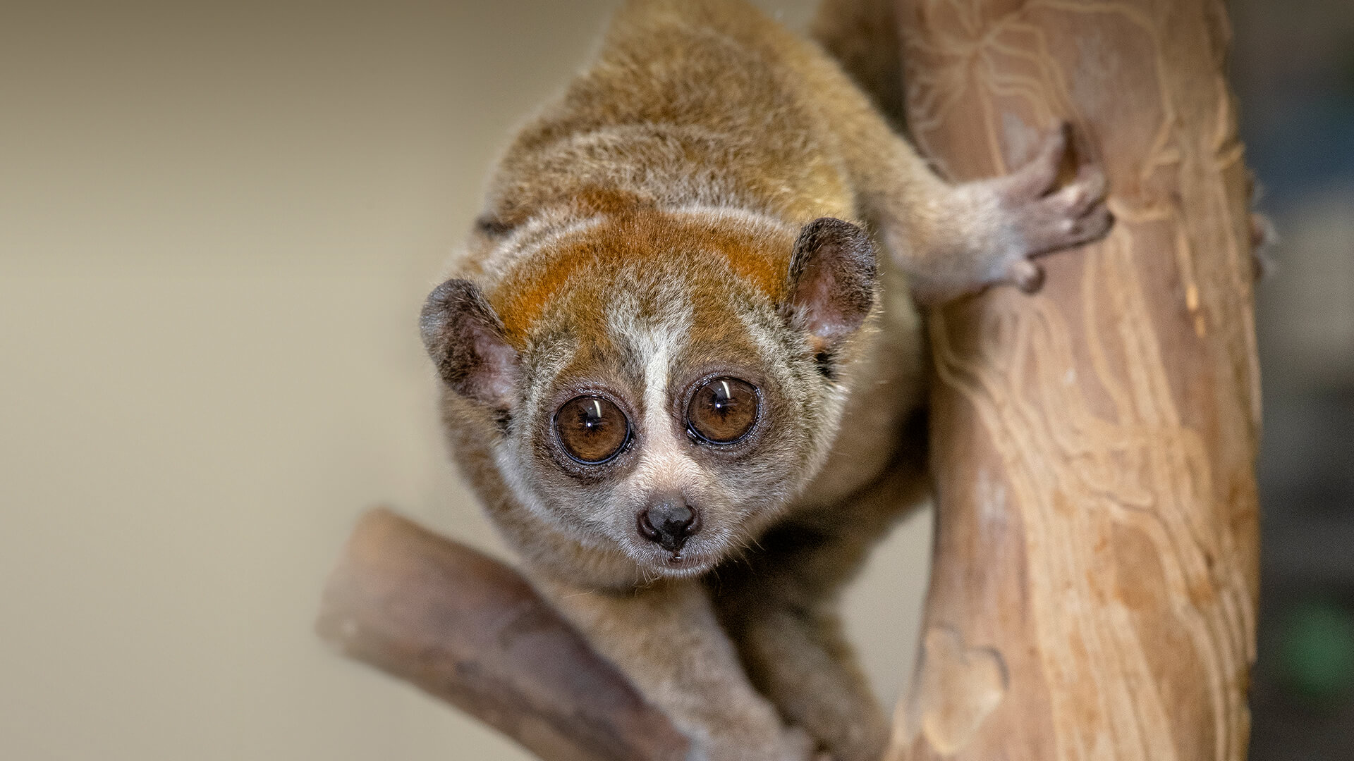 slowloris